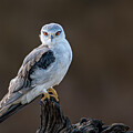 Black-shouldered Kite