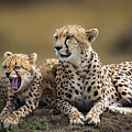 Cheetah with Cub