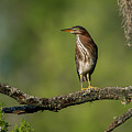 Juvenile Green Heron