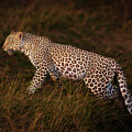 Leopard on the Prowl