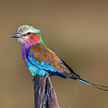 Lilac-breasted Roller