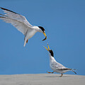 Mating Ritual