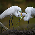 Nest Building