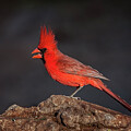 Northern Cardinal