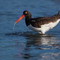 Oystercatcher Bathing