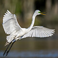 Squawk