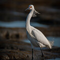 Strutting His Stuff