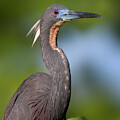Tri-colored Heron