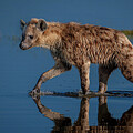 Waterlogged Hyena